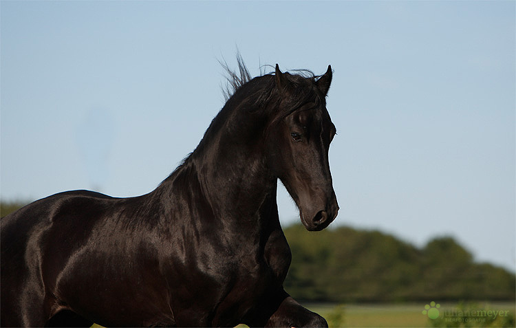 Friesenhengst Rein