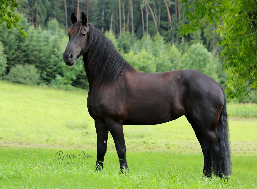 Friesenmädchen Bonny