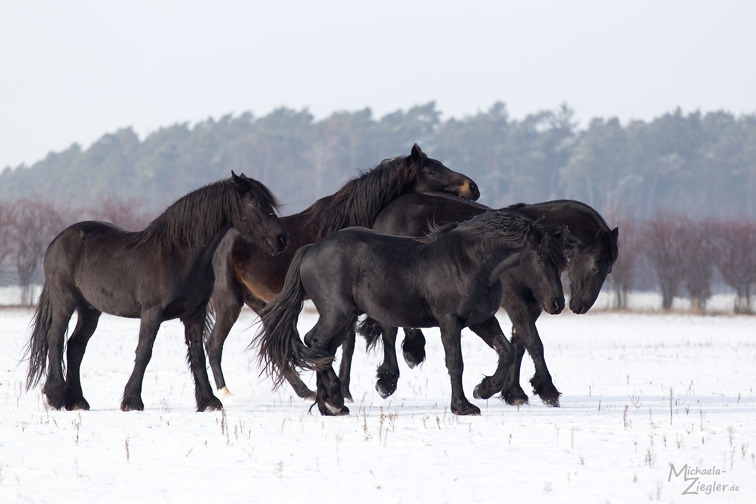 Friesenpferde im Schnee