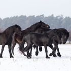 Friesenpferde im Schnee