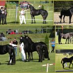 Friesenpferde-Zuchtschau in Moringen am 25.09.2011. Teil 2