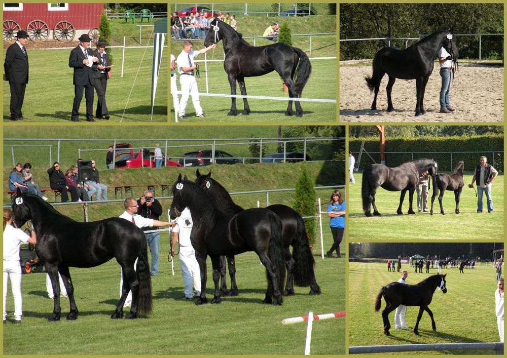 Friesenpferde-Zuchtschau in Moringen am 25.09.2011. Teil 2