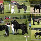 Friesenpferde-Zuchtschau in Moringen am 25.09.2011. Teil 2