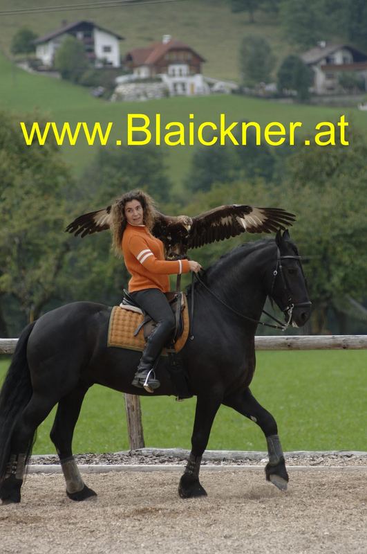 Friesenschönheit und Adler "Morgana" - von Theo Blaickner für www.Ramona-Duenisch.de