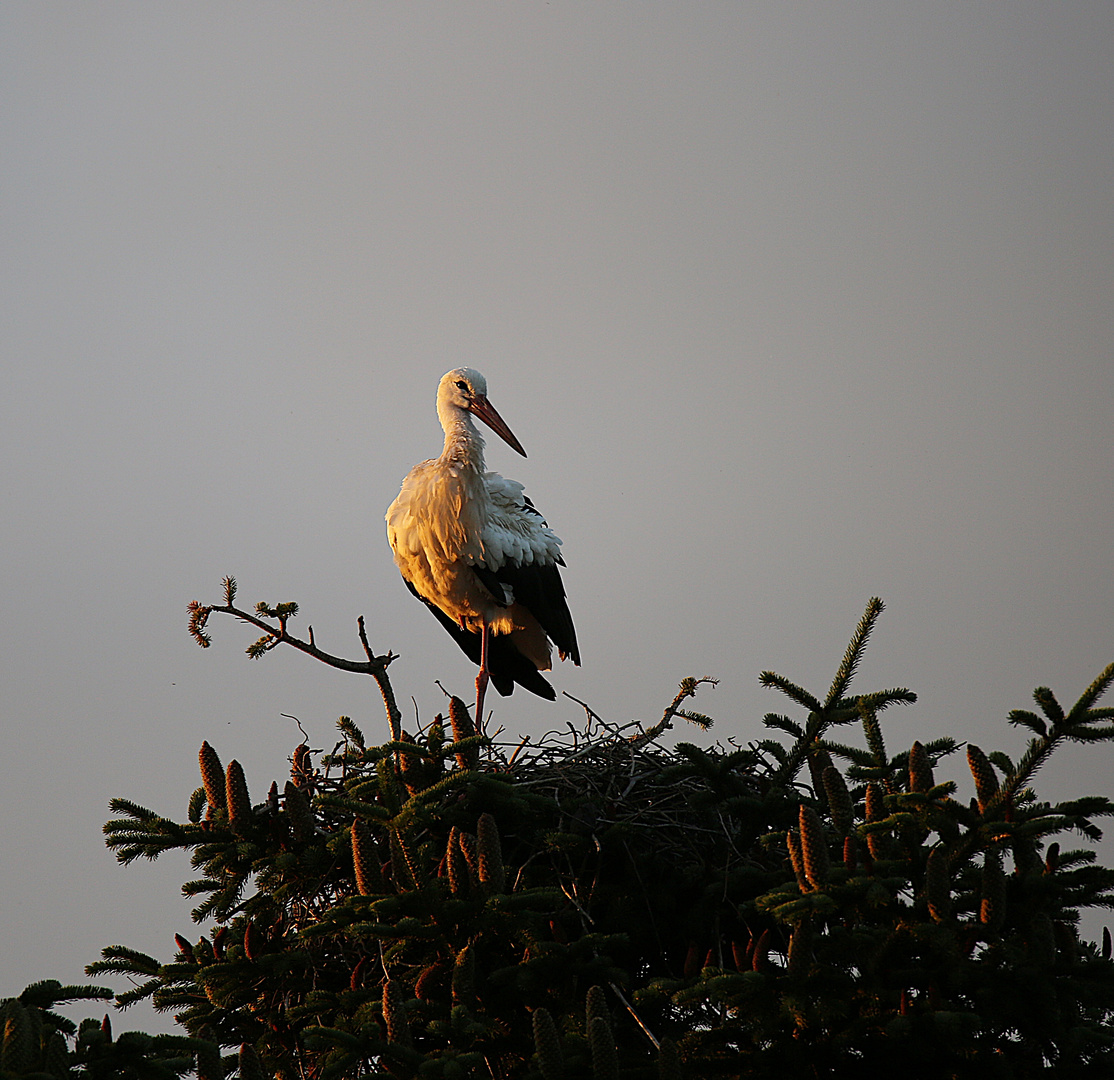 ***Friesenstorch***