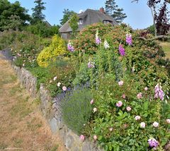 Friesenwall mit sommerlicher Blütenpracht