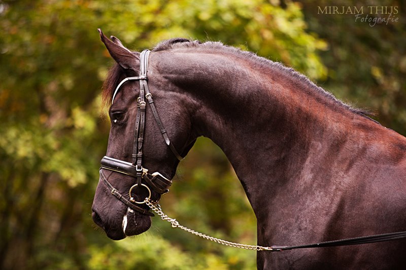 Friesian Horse