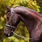 Friesian Horse