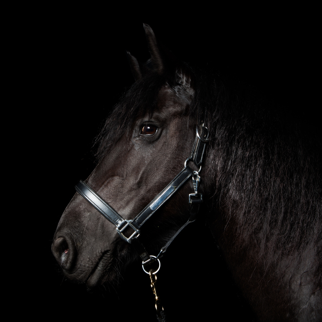 Friesian Horse Portrait