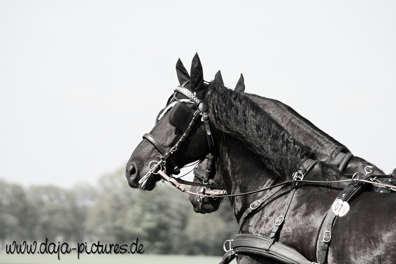 Friesian Horses