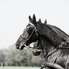 Friesian Horses