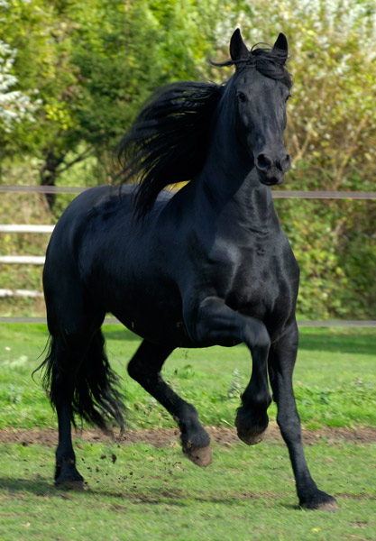 friesian mare