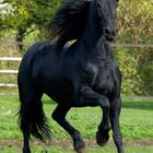 friesian mare