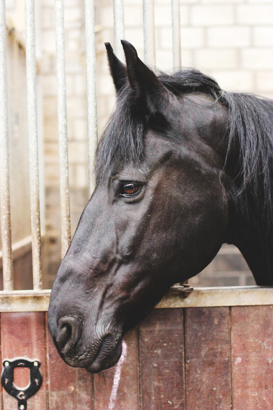 Friesian waiting power