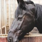 Friesian waiting power