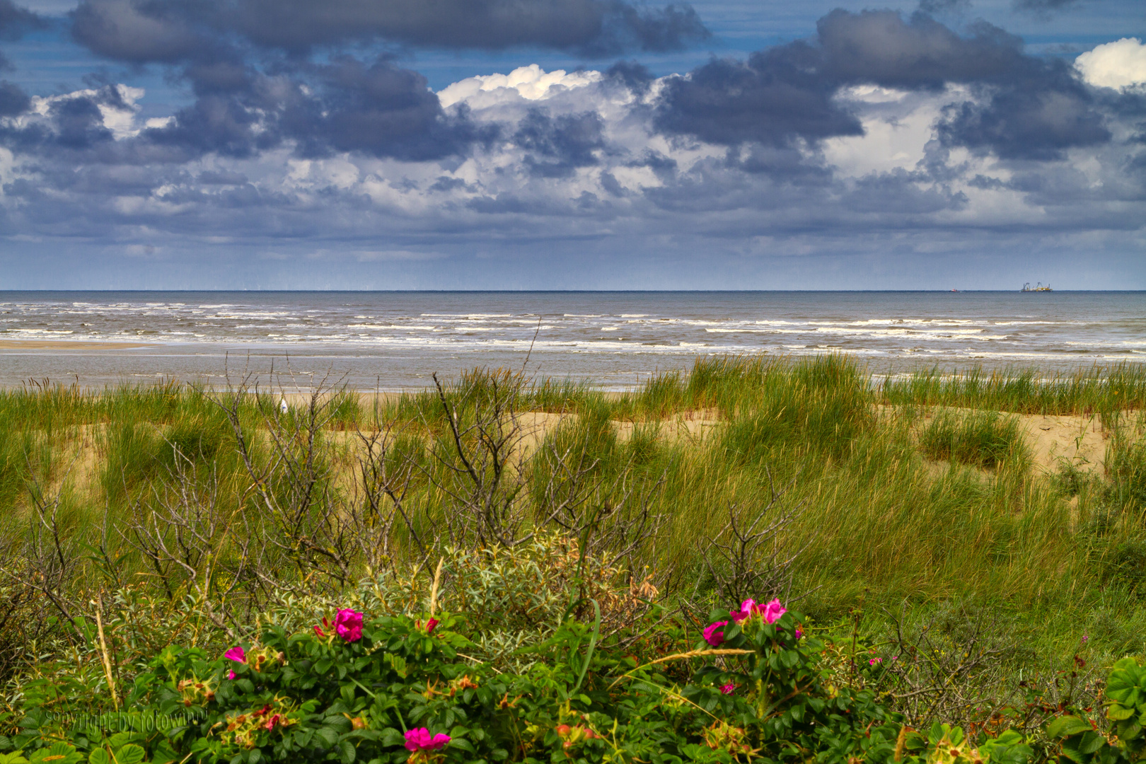 friesisch herb - Langeoog