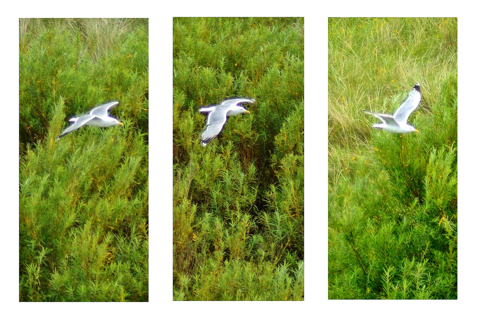 Friesische Impressionen - Möwen im Flug