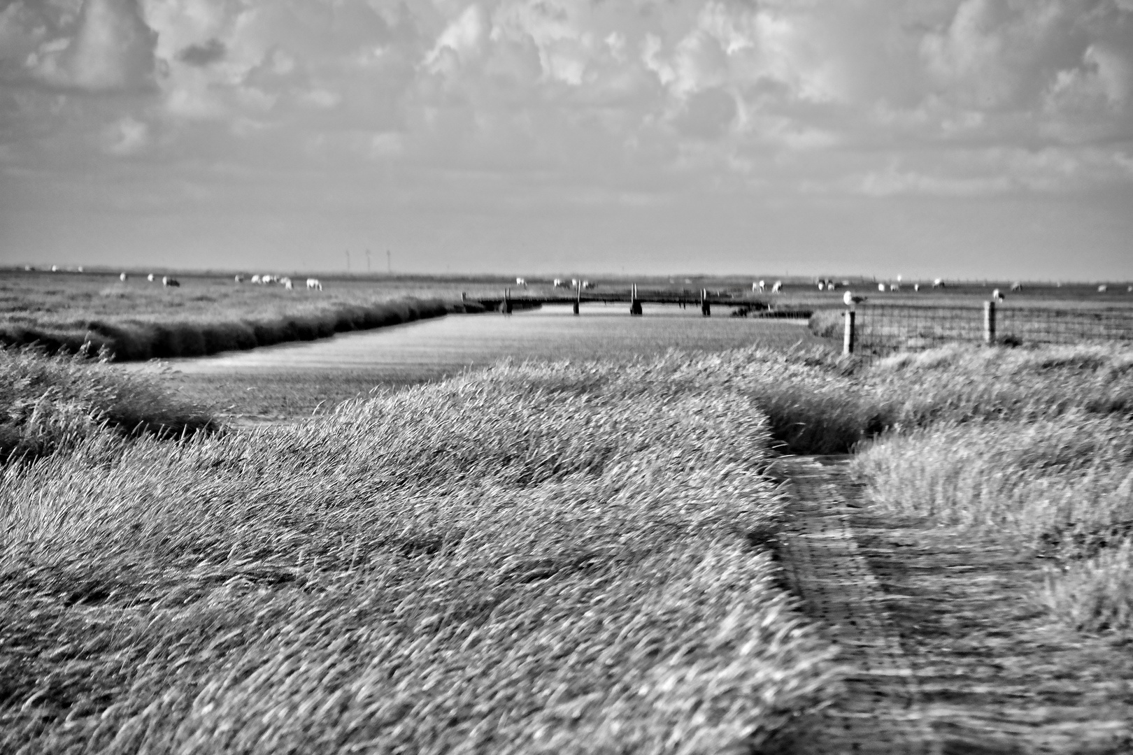 Friesische Impressionen - Salzwiese bei Westerhever