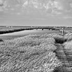 Friesische Impressionen - Salzwiese bei Westerhever