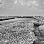 Friesische Impressionen - Salzwiese bei Westerhever