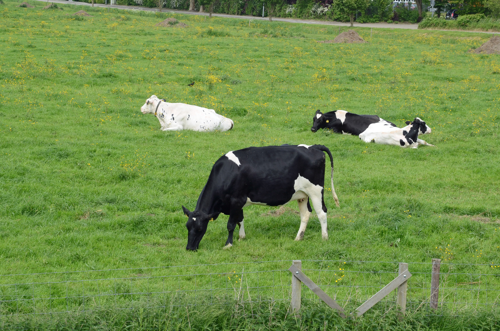 Friesische Kühe auf saftiger Weide