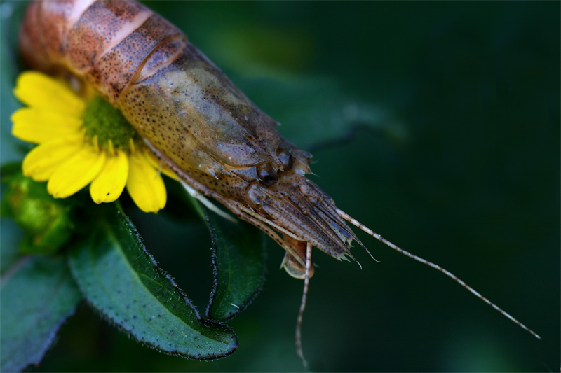 friesische Libelle auf Blume...