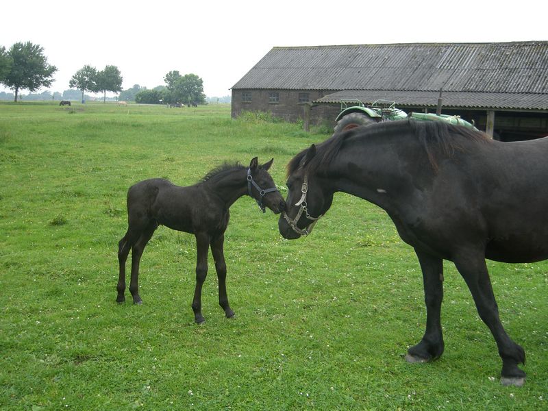 Friesische Mutti, 2007