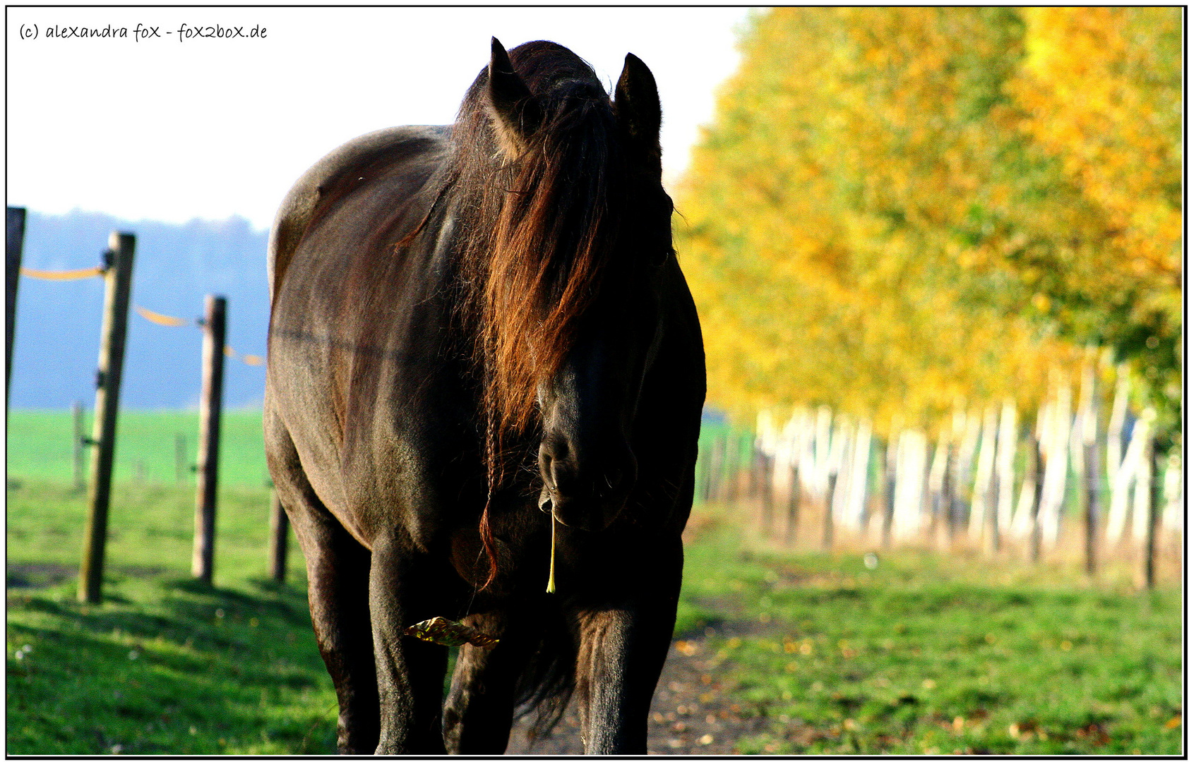 friesischer Herbst