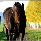 friesischer Herbst