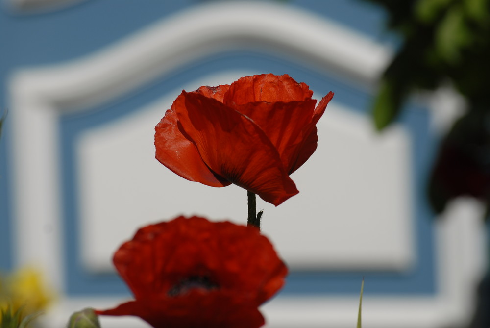 friesischer Mohn