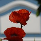 friesischer Mohn