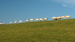 Friesischer Volkswandertag--