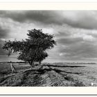 friesland bomen 1 