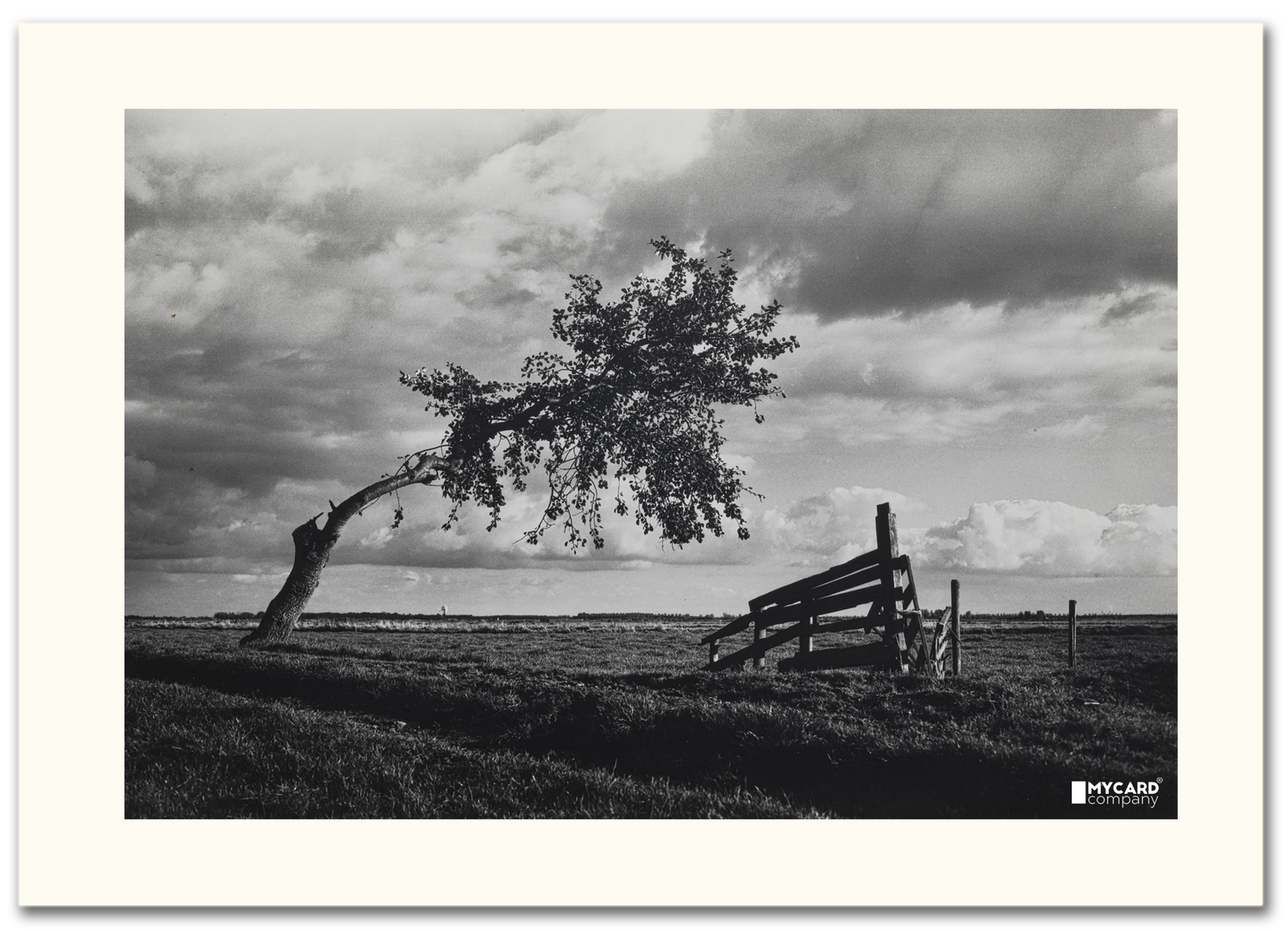 friesland bomen 3 