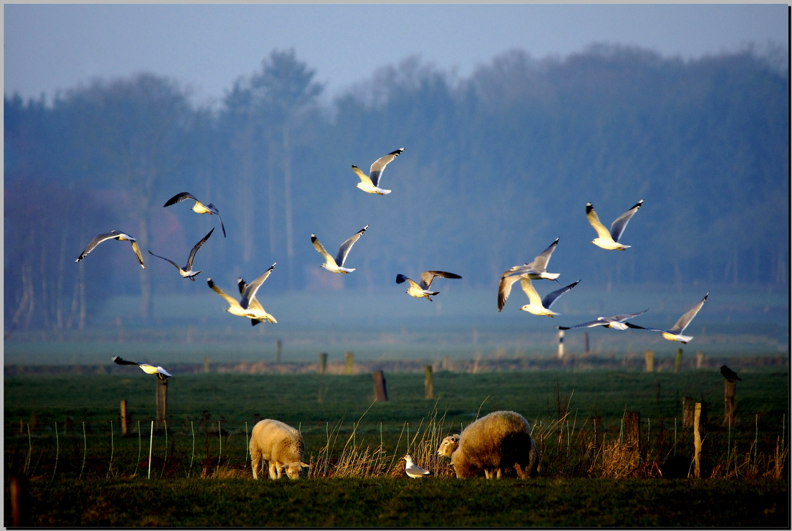 Friesland im Morgenlicht