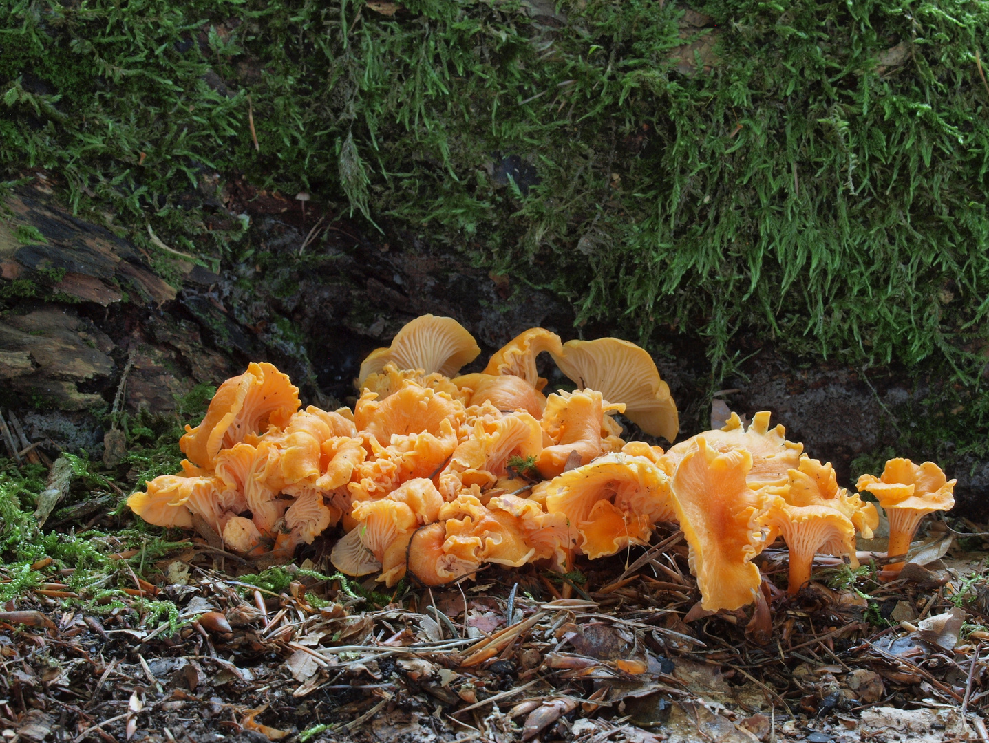 Fries'scher Pfifferling (Cantharellus Friesii)