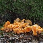 Fries'scher Pfifferling (Cantharellus Friesii)