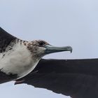 Frigate bird