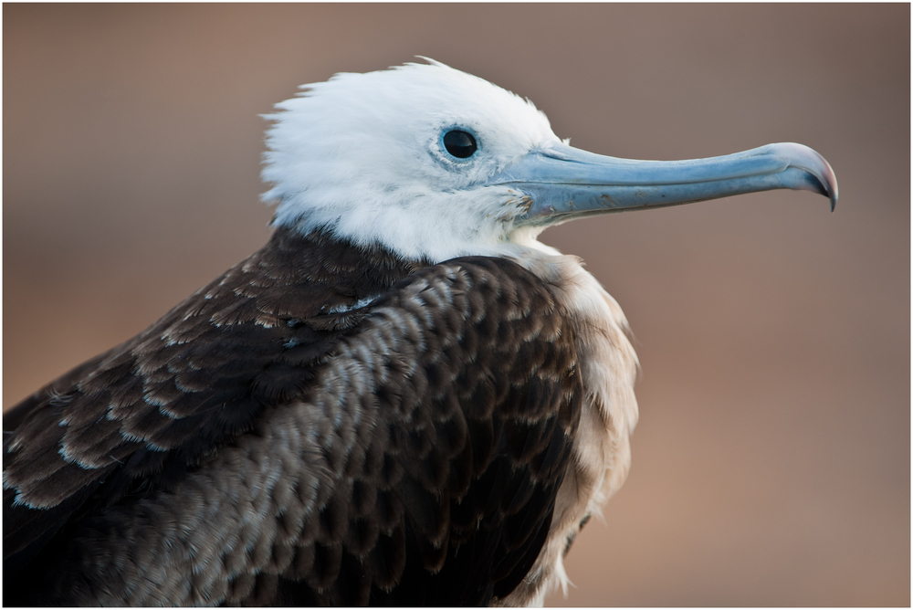 [ Frigate Bird ]