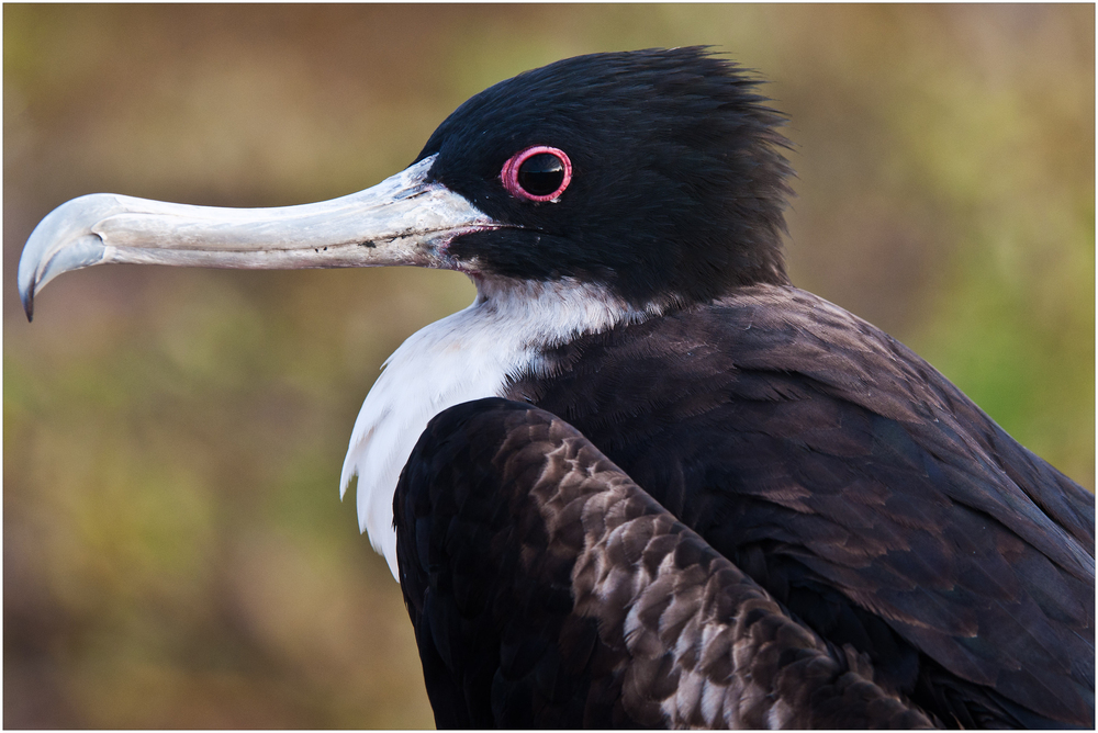 [ Frigate Bird ]