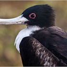 [ Frigate Bird ]