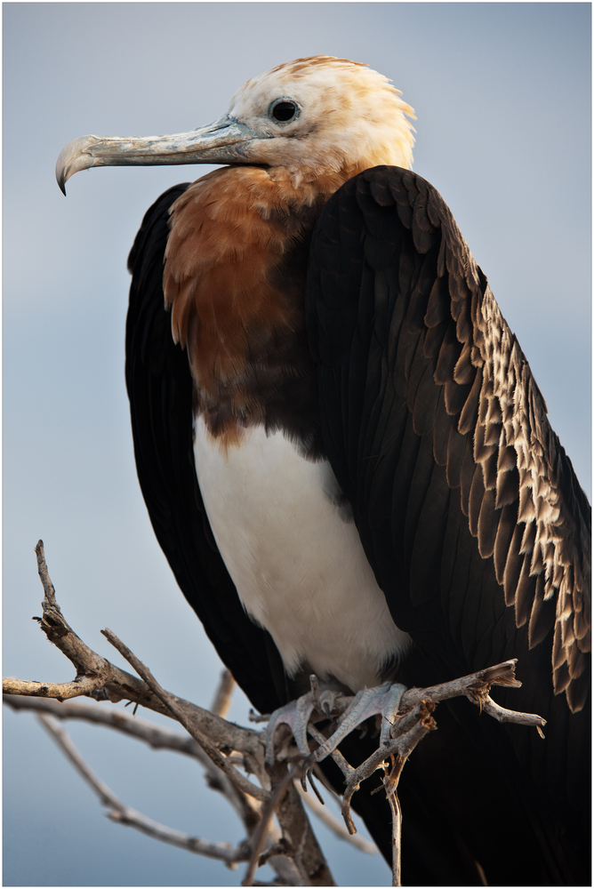 [ Frigate Bird ]