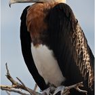 [ Frigate Bird ]