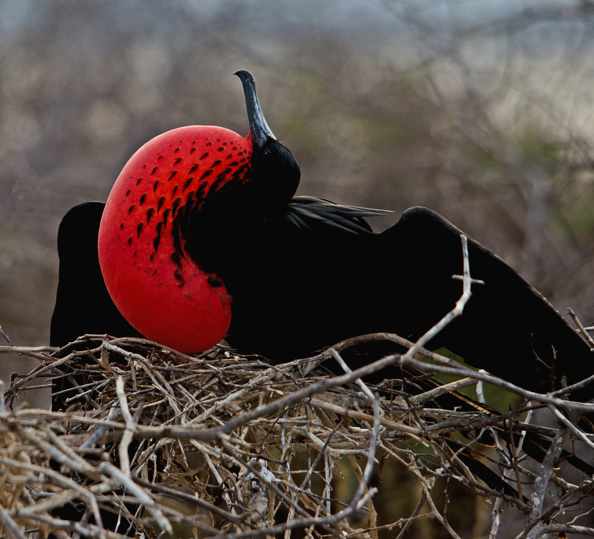 Frigatebird