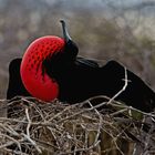 Frigatebird