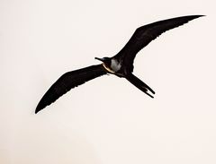 Frigatebird.                                DSC_0334