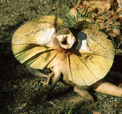 Frilled Lizard