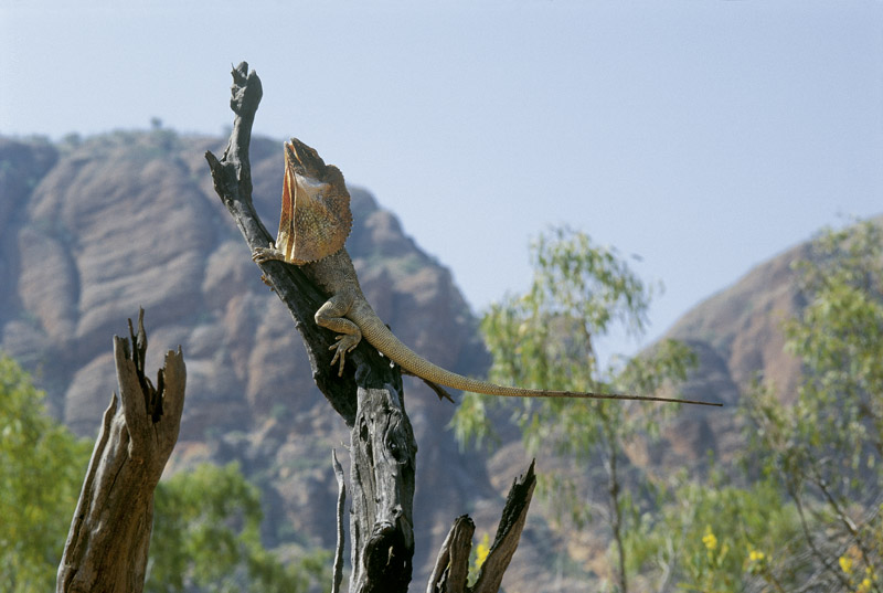 Frilled Lizard vor den Bungle-Bungle Ranges