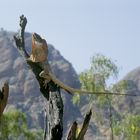 Frilled Lizard vor den Bungle-Bungle Ranges