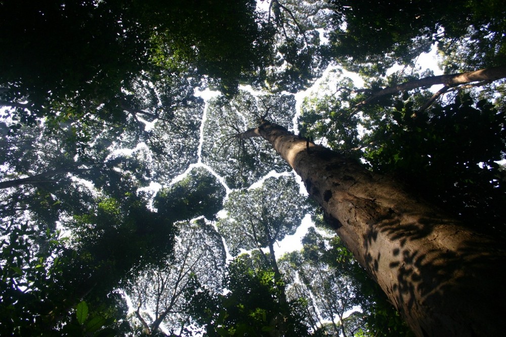 FRIM - Forest Research Institute of Malaysia